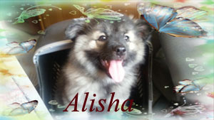 Alisha