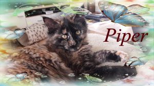 Piper