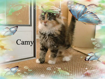 Camy