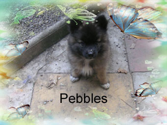 Pebbles