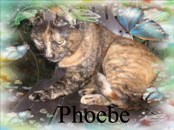 Phoebe