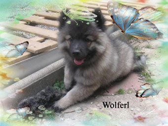 Wolferl