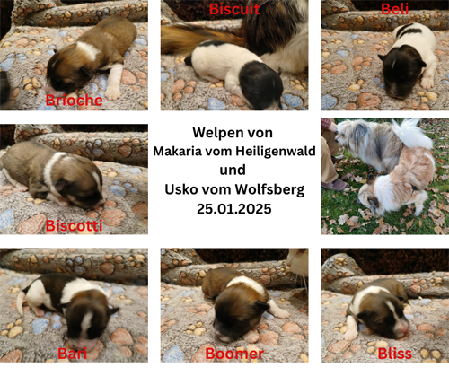 Alle Welpen des B2 Wurfes von Makaria