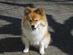 Balu von Semper Fi