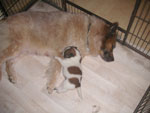 Anouk mit ihrem Welpen