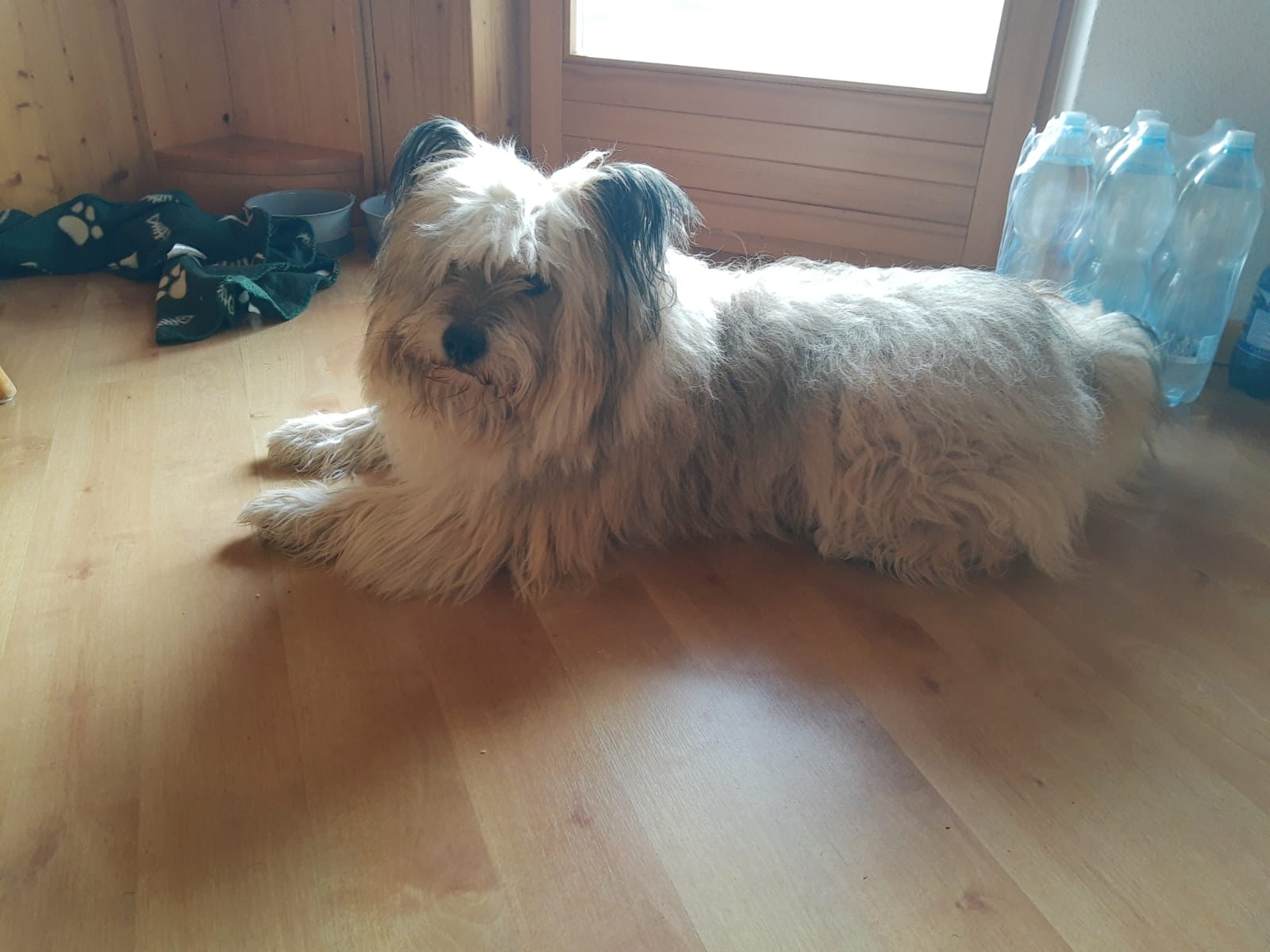 Usko