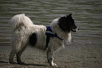 Zaro