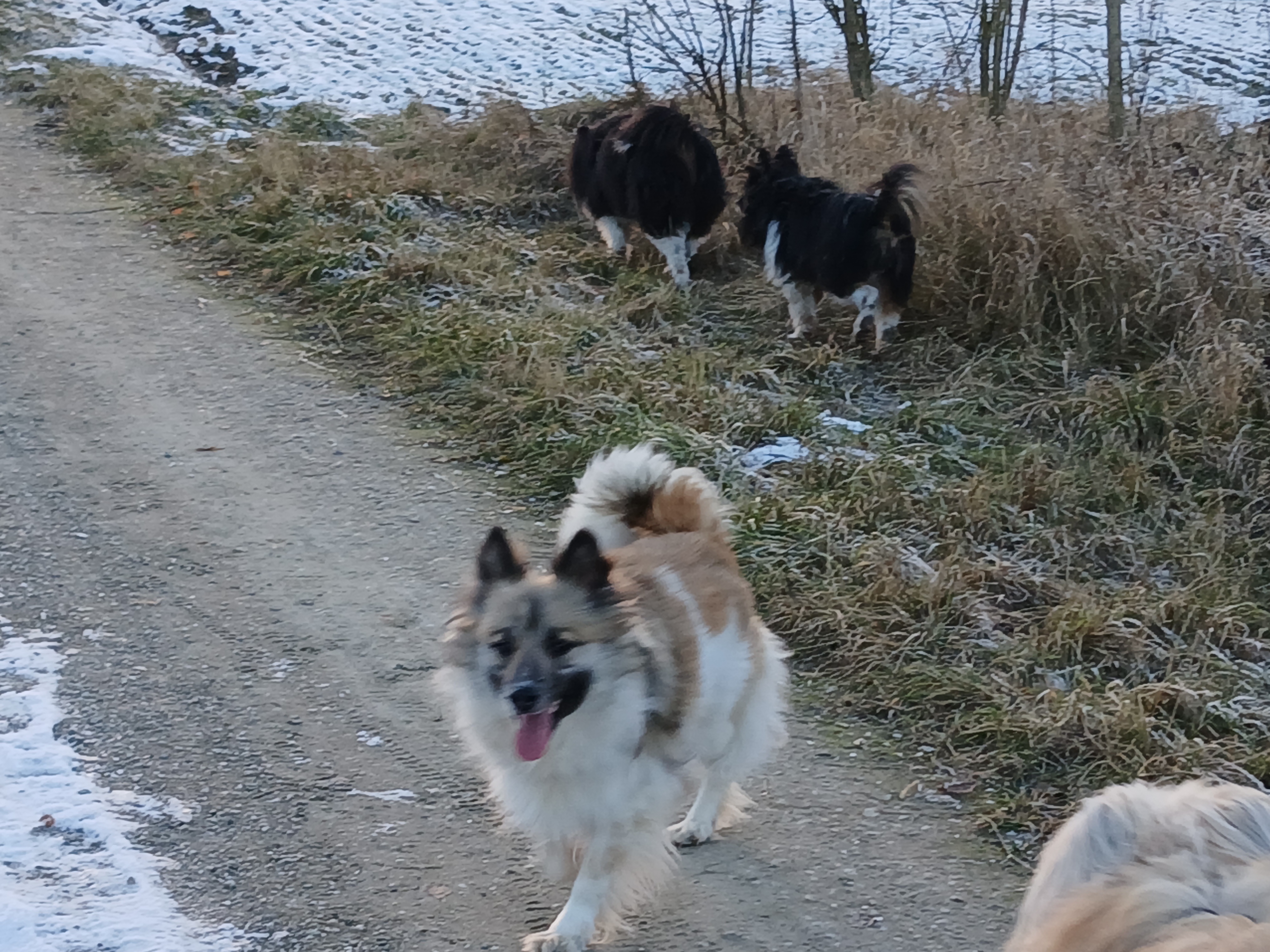 Makaria vom Heiligenwald