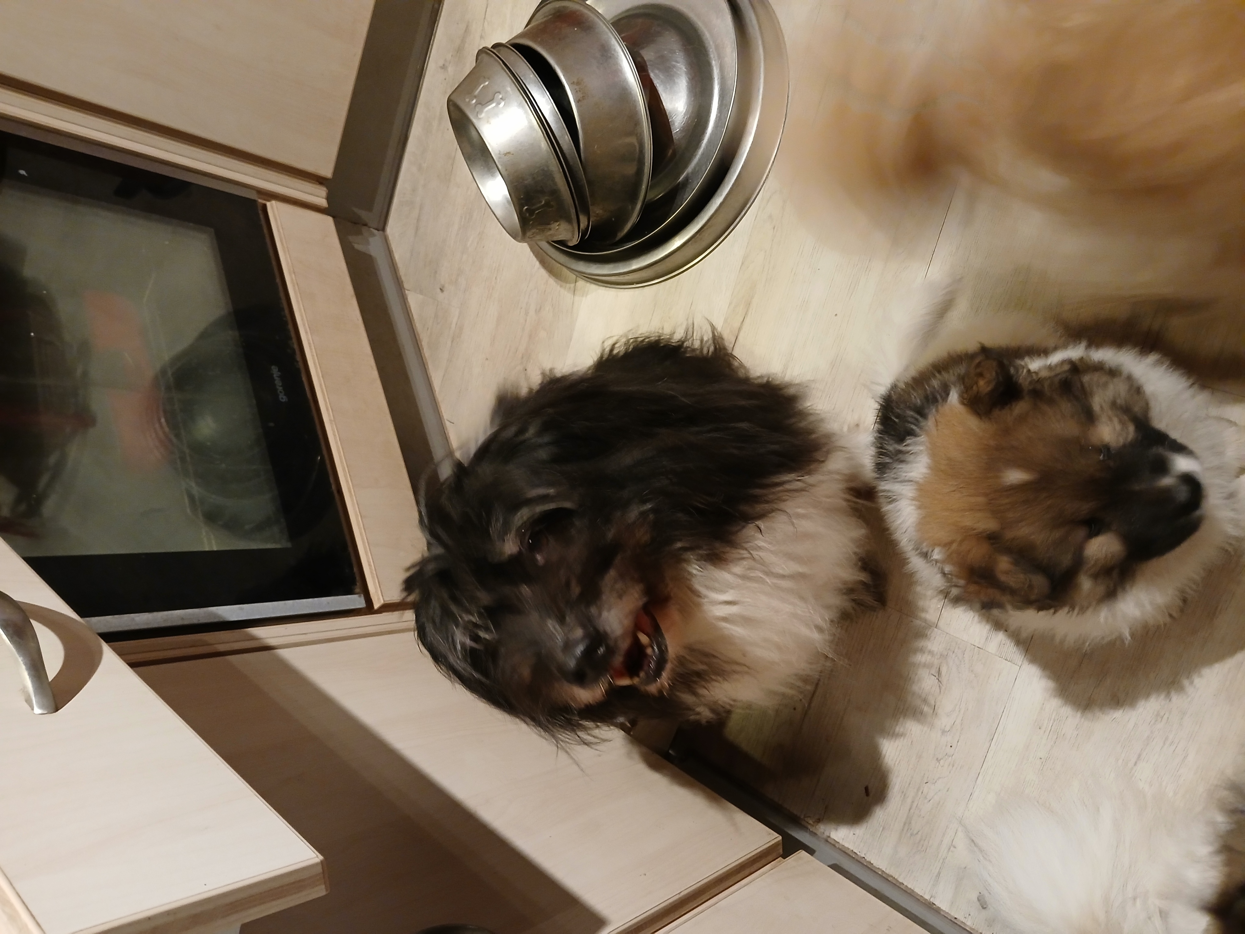 Pinja vom Kahlenberg