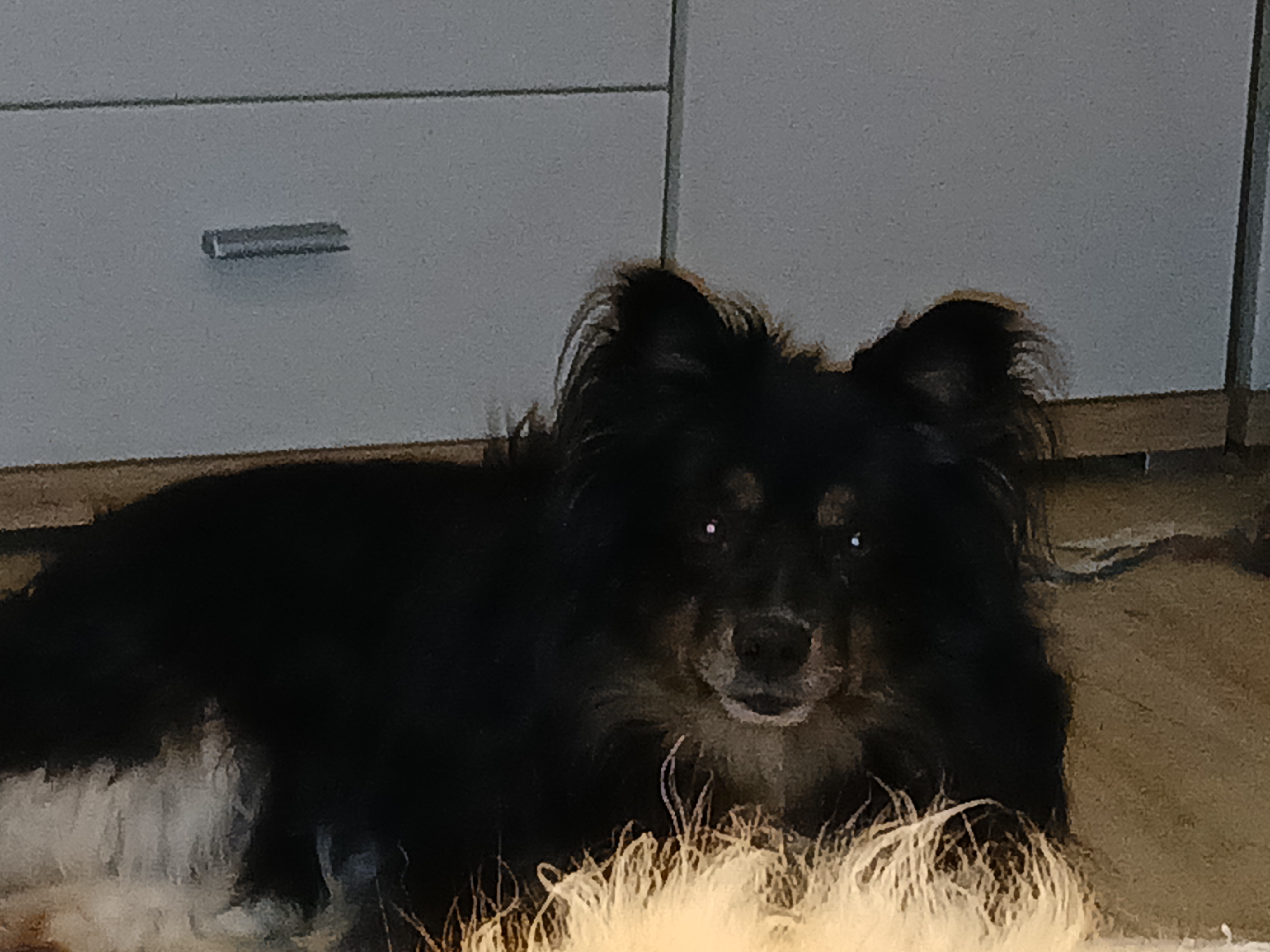 Oshiba von Semper Fi