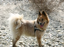 Anouk