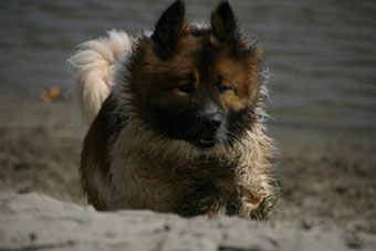 Asterix