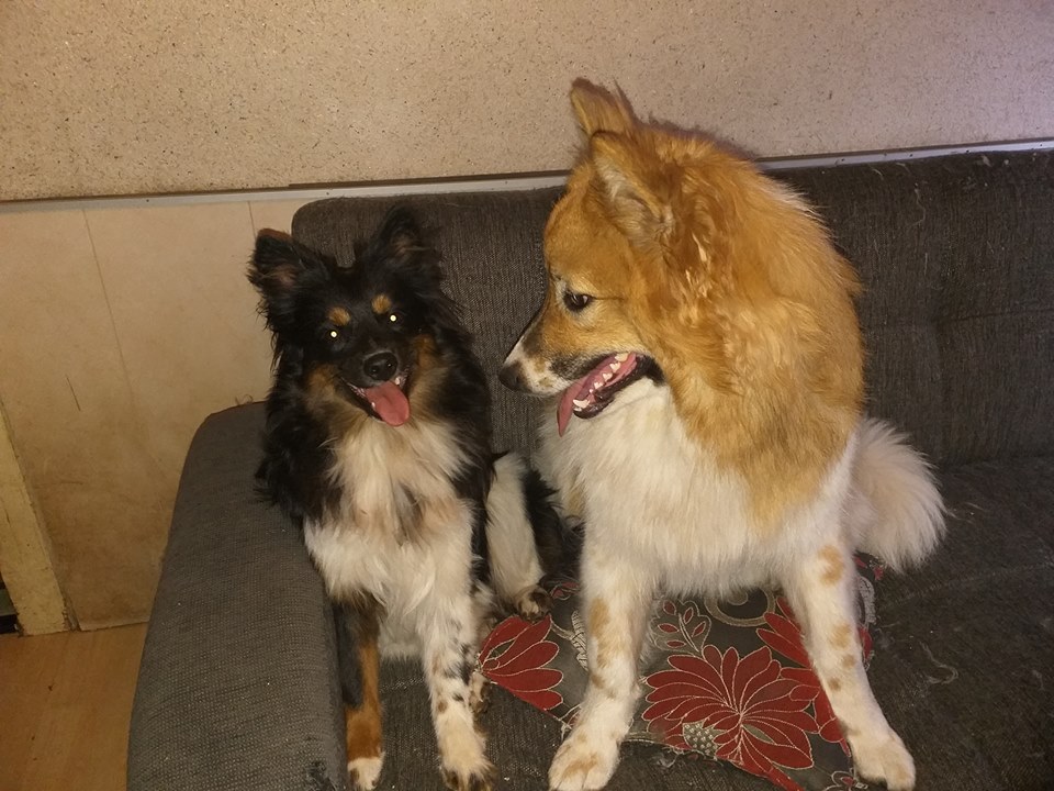 Oshiba und Peachy